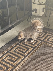 Sciurus carolinensis