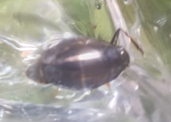 Dineutus ciliatus