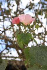 Hibiscus mutabilis