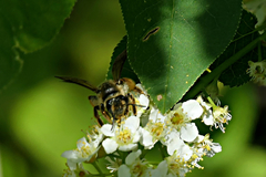 Andrena crataegi