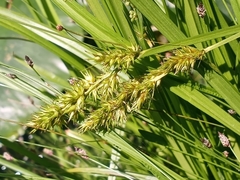 Carex laevivaginata