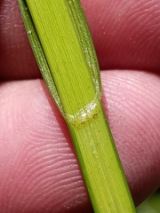 Carex laevivaginata