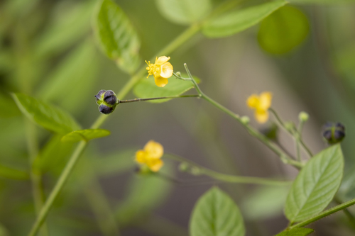 big yellow velvetleaf (Wissadula amplissima)