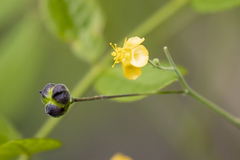 Wissadula amplissima