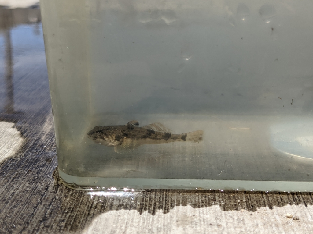 Pacific Staghorn Sculpin