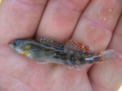 Etheostoma spectabile