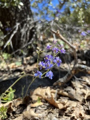 Delphinium gracilentum