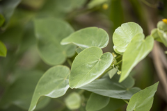 Wissadula amplissima