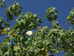 Hibiscus mutabilis