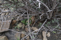 Acanthopsis hoffmannseggiana