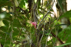 Siphocampylus convolvulaceus