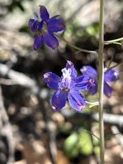 Delphinium gracilentum