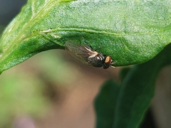 Neosilba