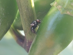 Neosilba
