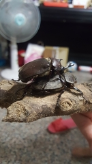 Trypoxylus dichotomus tsunobosonis