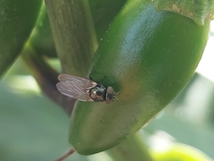 Neosilba