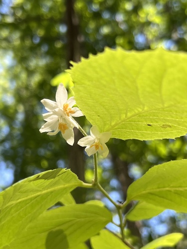 Bigleaf snowbell (Styrax grandifolius)