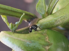 Neosilba