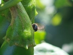 Neosilba