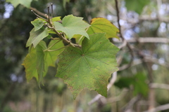 Hibiscus mutabilis