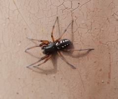 Nurscia albomaculata