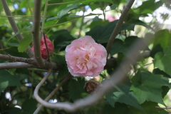 Hibiscus mutabilis