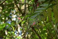 Siphocampylus convolvulaceus