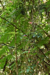 Siphocampylus convolvulaceus