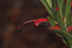 Adenanthos barbiger