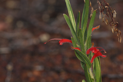 Adenanthos barbiger