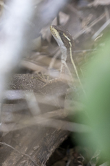 Basiliscus vittatus