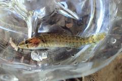 Etheostoma whipplei
