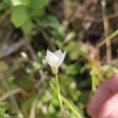 Clarkia epilobioides