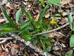 Puccinia violae