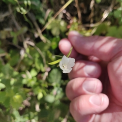 Clarkia epilobioides