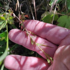 Clarkia epilobioides
