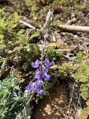 Lupinus grayi
