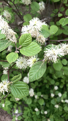 Fothergilla major