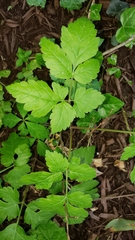 Tracheophyta