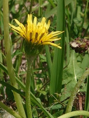 Taraxacum platycarpum
