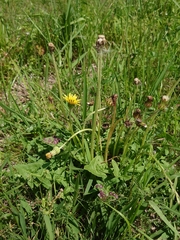 Taraxacum platycarpum