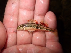 Etheostoma barrenense