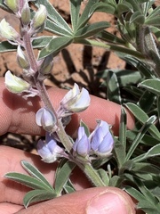 Lupinus argenteus argenteus