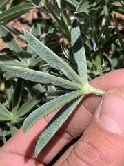 Lupinus argenteus argenteus