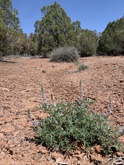 Lupinus argenteus argenteus