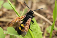 Megascolia maculata