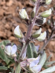 Lupinus argenteus argenteus