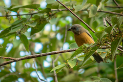 Passerina rositae