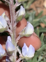 Lupinus argenteus argenteus