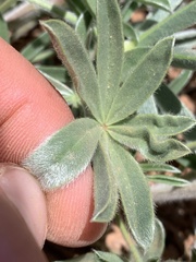 Lupinus argenteus argenteus